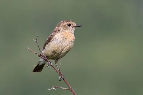 Female stonechat 스톡 사진