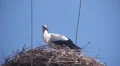 Female stork in nest HD Footage