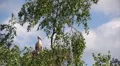 Female stork in nest HD Footage