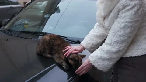 Female strokes cat Stock-Footage 161493805