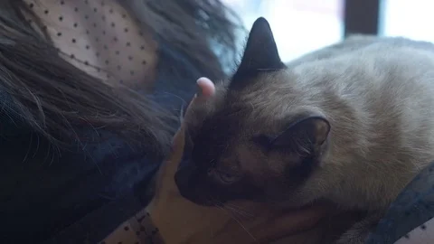 Female stroking a cat Stock Footage 73020930