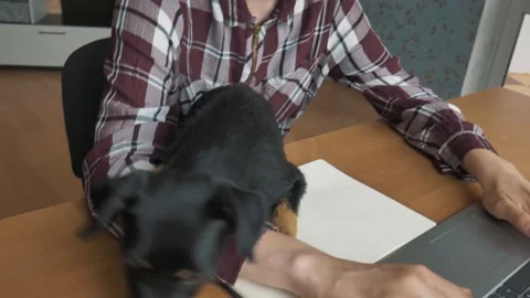 Female student study from home office and pets interruption while working Stock Footage 132700779