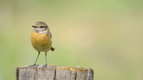 Female tarabilla Video stock 86853046