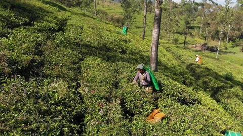 Female tea picker at work in Lipton plantation Video stock 109423158