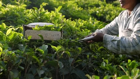 Female tea worker picking tea leaves on a plantation in india Stock Footage 292443019