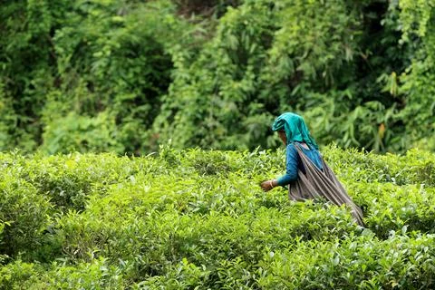 Female tea worker picking tea leaves from tea plantation. Stock Photos