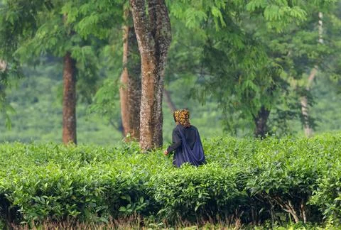 Female tea worker picking tea leaves from tea plantation. 스톡 사진