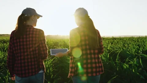 Female team of farmers with computer tablet is working on green corn field Stock Footage 252156299