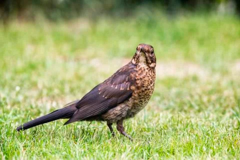 Female of the thrush in the garden on a blurred background Stock Photos