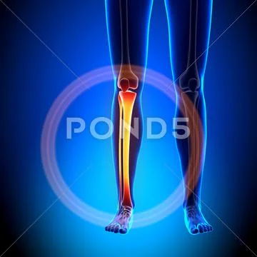 Female tibia / fibula - anatomy bones ~ Clip Art #44229823