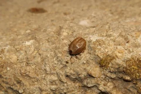 Female tick walking after dropping from its host. parasitology, zoonotic disease Stock Photos