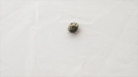 Female tick walking Stock-Footage 54943257