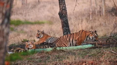 Female tiger cub sits down in the tub with her sister in Tadoba national park Video stock 274549237