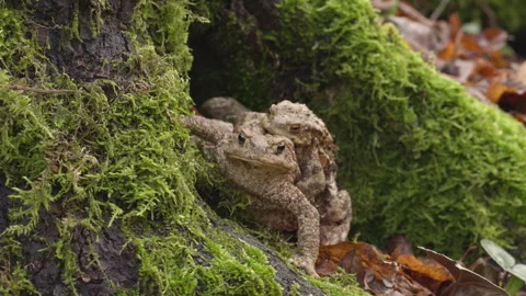 Female toad marching with male on its back in amplexus position during migration Stock Footage 297020515