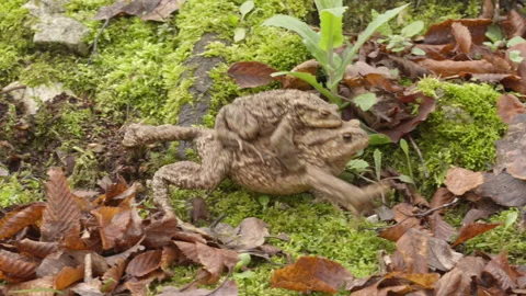 Female toad marching with male on its back in amplexus position during migration Stock Footage 297053928