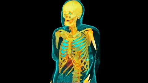 Female Torso Anatomy Stock-Footage 86213596