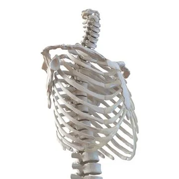 Female Torso Skeleton ~ 3D Model #90908878 | Pond5