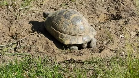 Female tortoise digging an egg nest / Testudo graeca ibera Stock Footage 130645804