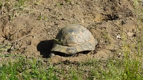 Female tortoise digging an egg nest / Testudo graeca ibera Stock Footage 130645886