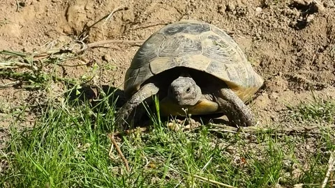 Female tortoise digging an egg nest / Testudo graeca ibera Stock Footage 130647195