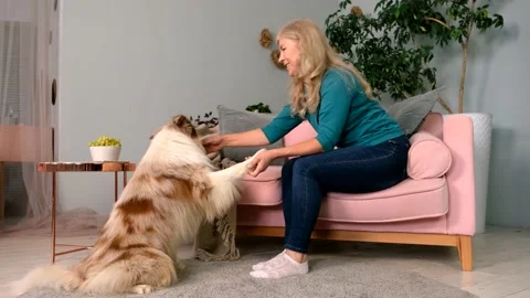 Female training dog to do trick, teaching pet How to Give Paw Command Video stock 161837372