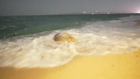 Female turtle get back to sea after put egg inside sand beach at night in Stock Footage 280565447