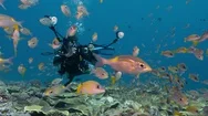 Female Underwater Photographer And Tropical Fish Stock Footage