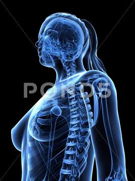 Female upper body, artwork Stock Illustration