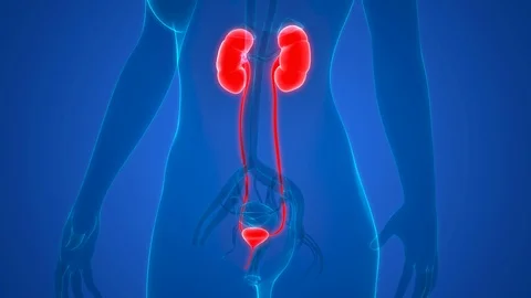 Female Urinary System Anatomy 库存影片 106346108
