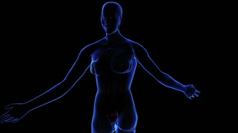 Female Urinary system Stock-Footage 63208374