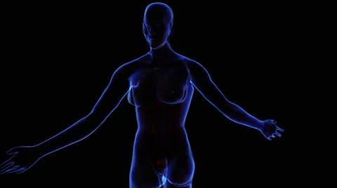 Female Urinary system Stock Footage 63208443