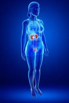 Female urinary system Stock Illustration