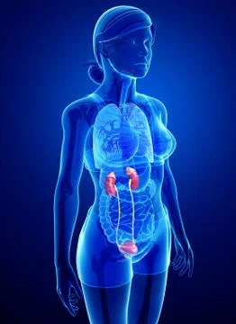 Female urinary system Stock Illustration