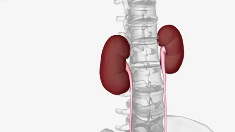 Female Urinary System, Kidney 3d Stock Footage 244666817