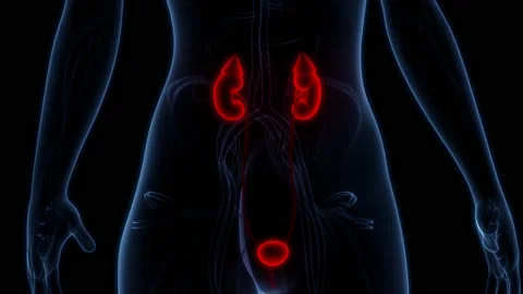 Female Urinary System Kidneys with Bladder Anatomy Animation Concept Stock Footage 165814603