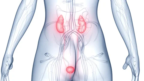 Female Urinary System Kidneys with Bladder Anatomy Stock-Footage 250440630