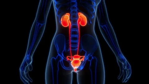 Female Urinary System with Reproductive System Anatomy Animation Concept Stock Footage 266652273
