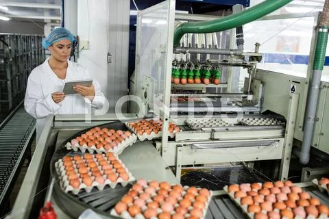 Female Using Digital Tablet While Examining Eggs On Conveyor Belt
