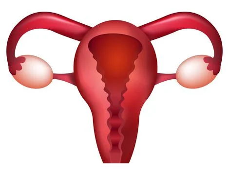 Female uterus in 3D on a white isolate. Bulk uterus stock vector illustration Stock Illustration