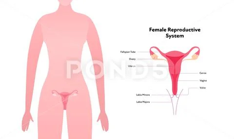 illustration of female genitals scheme Stock Illustration