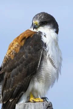 Female Variable Hawk,  Geranoaetus polyosoma , Rio Negro Province, Patagoni.. Fotos de archivo