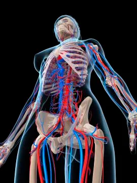 Female vascular system; artwork Stock Illustration