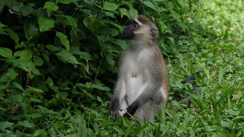 Female Vervet monkey, Uganda Video stock 100991120