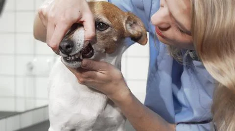 Female vet checking teeth of a cute dog Stock Photos