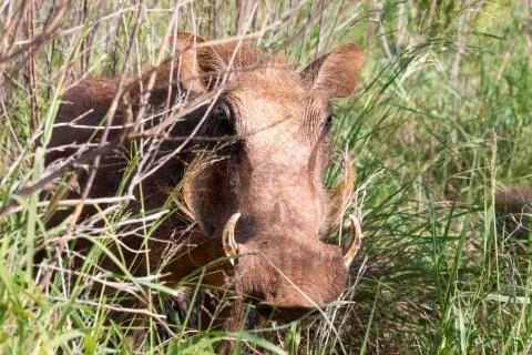 Female Warthog Stock Photos