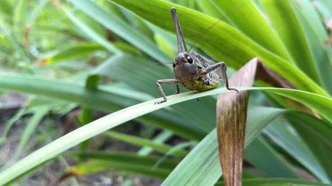 Female Warty Bush Cricket Decticus on Iris Leaves — Macro Insect Wildlife Stock Footage 334064057