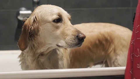 Female washing golden retriever dog at home in bathroom Stock Footage