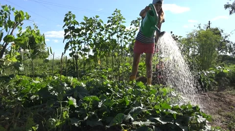 Female watering cucumbers Stock Footage 58564398