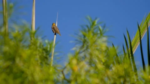 Female weaver perched on vertical leaf looking around and flying away Video stock 208940439