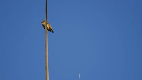 Female weaver perched on vertical leaf looking around Video stock 208940453